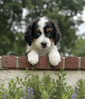 Brady, a male Miniature Bernedoodle for sale in Gurnee, IL – 1 of 1