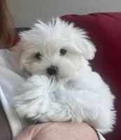 Eddie, a male Maltese for sale in Gurnee, IL – 2 of 3