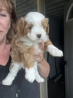 Nellie, a female Havapoo for sale in Gurnee, IL – 3 of 6