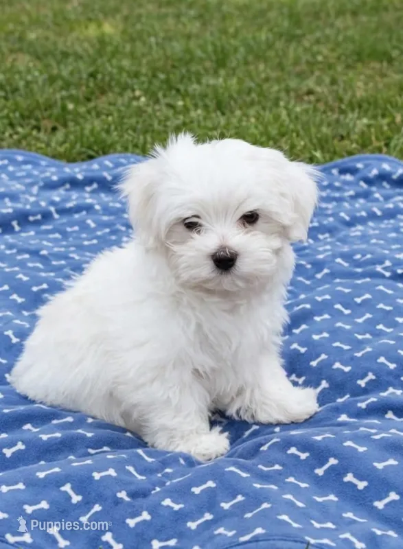 Manny – Maltese puppy for sale in Gurnee, IL
