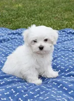 Manny, a male Maltese for sale in Gurnee, IL – 1 of 1