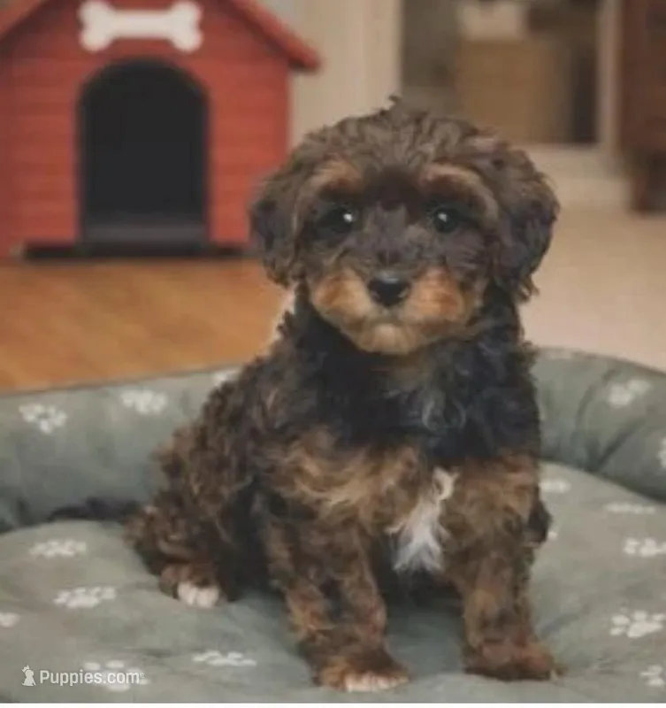 Landen – Havapoo puppy for sale in Gurnee, IL