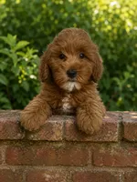 Theo, a male Miniature Goldendoodle for sale in Gurnee, IL – 2 of 2