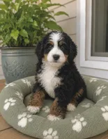 Baxter, a male Miniature Bernedoodle for sale in Gurnee, IL – 1 of 1