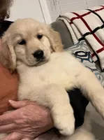 Mick, a male Golden Retriever for sale in Gurnee, IL – 3 of 5