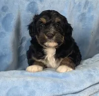 Baby boy 1, a male Miniature Bernedoodle for sale in Gurnee, IL – 2 of 4
