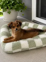 Penny, a female Cavapom for sale in Gurnee, IL – 2 of 2