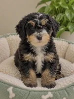 Louie, a male Miniature Bernedoodle for sale in Gurnee, IL – 1 of 1