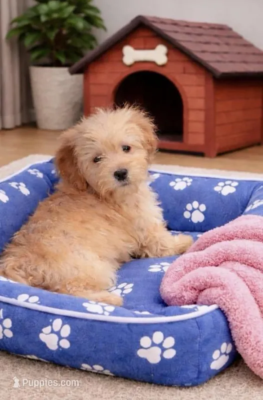 Zina – Miniature Goldendoodle puppy for sale in Gurnee, IL