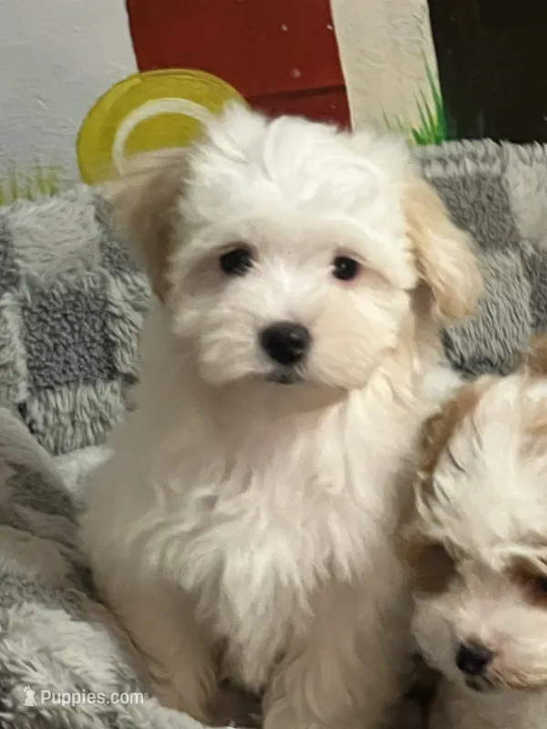 Lacey – Havamalt puppy for sale in Gurnee, IL