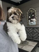 Eli, a male Shihpoo for sale in Gurnee, IL – Photo 3 of 4