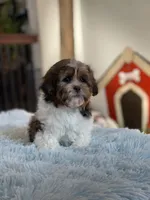 Eli, a male Shihpoo for sale in Gurnee, IL – Photo 1 of 4