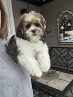 Eli, a male Shihpoo for sale in Gurnee, IL – Photo 4 of 4