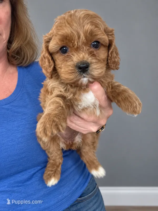 Chase – Cavapoo puppy for sale in Gurnee, IL