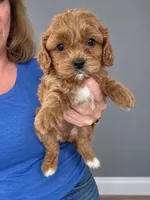 Chase, a male Cavapoo for sale in Gurnee, IL – 1 of 3