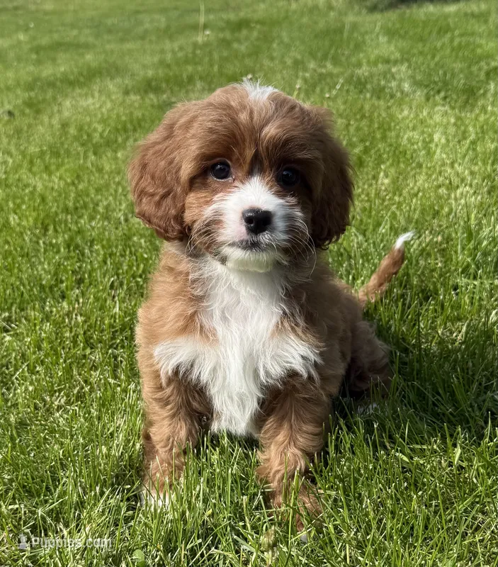 Stella – Cavapoo puppy for sale in Gurnee, IL
