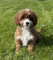 Stella, a female Cavapoo for sale in Gurnee, IL – 1 of 1