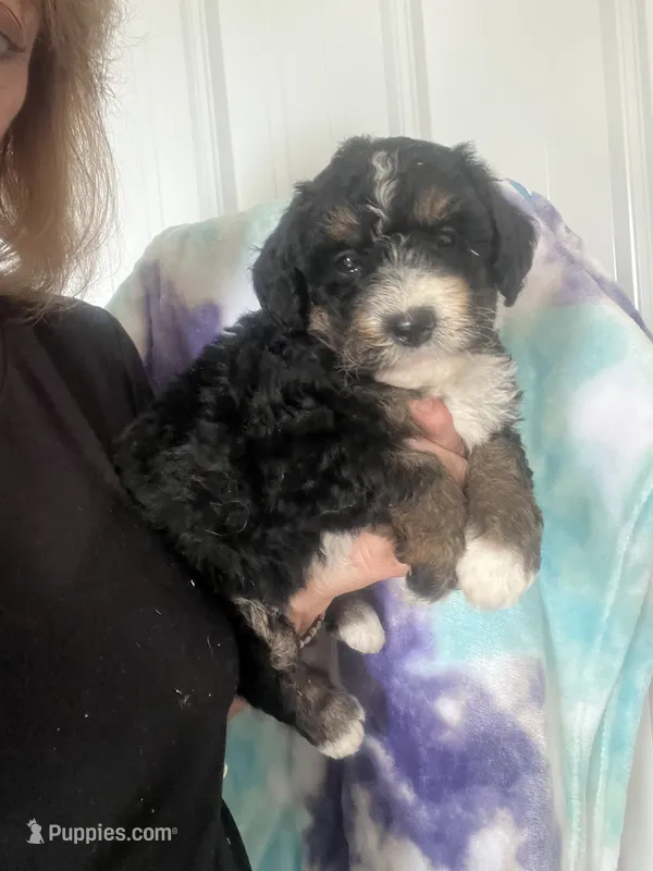 Lexi – Miniature Bernedoodle puppy for sale in Gurnee, IL