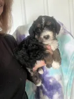 Lexi, a female Miniature Bernedoodle for sale in Gurnee, IL – 1 of 2