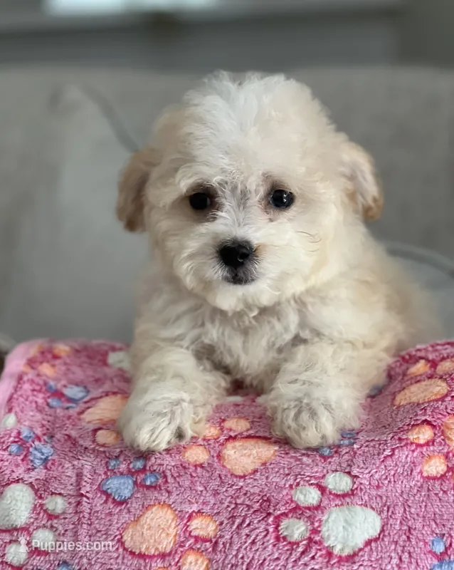 Leah – Maltipoo puppy for sale in Gurnee, IL