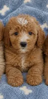 Jasper, a male Miniature Goldendoodle for sale in Gurnee, IL – 4 of 4