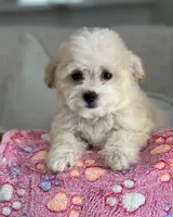 Mia, a female Maltipoo for sale in Gurnee, IL – 2 of 4