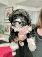 Bree, a female Miniature Bernedoodle for sale in Gurnee, IL – Photo 1 of 4