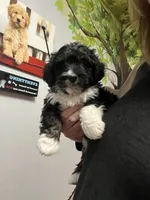 Bree, a female Miniature Bernedoodle for sale in Gurnee, IL – Photo 4 of 4