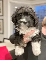 Bree, a female Miniature Bernedoodle for sale in Gurnee, IL – Photo 2 of 4