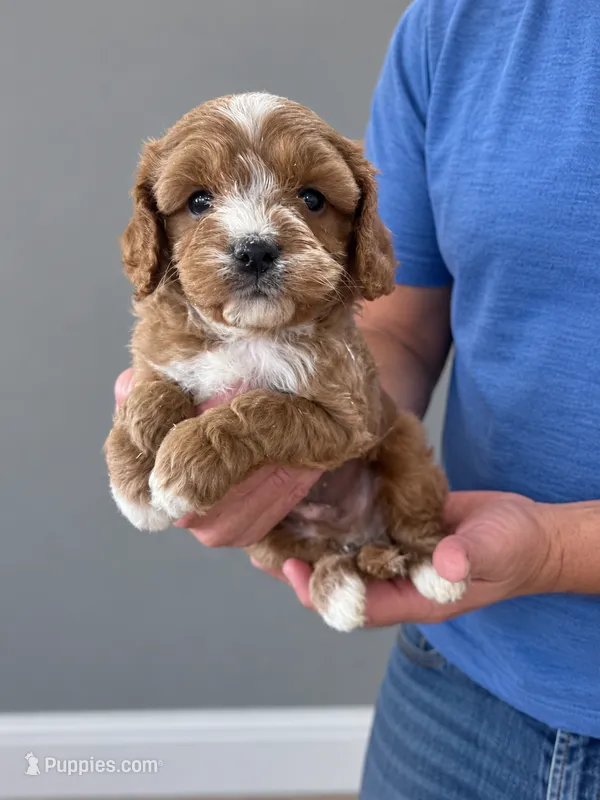 Sam – Cavapoo puppy for sale in Gurnee, IL