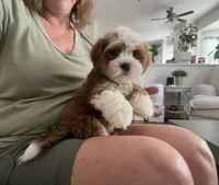 Sawyer, a male Havanese for sale in Gurnee, IL – 3 of 4