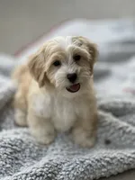 Chance, a male Havapoo for sale in Gurnee, IL – 3 of 5