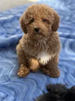 Rizzo, a male Miniature Goldendoodle for sale in Gurnee, IL – 3 of 5