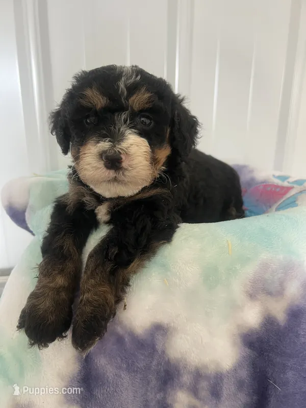 Kitsey – Miniature Bernedoodle puppy for sale in Gurnee, IL