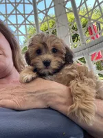 Annabelle, a female Havapoo for sale in Gurnee, IL – 2 of 3