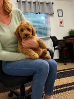 Lynus, a male Miniature Labradoodle for sale in Gurnee, IL – 5 of 5