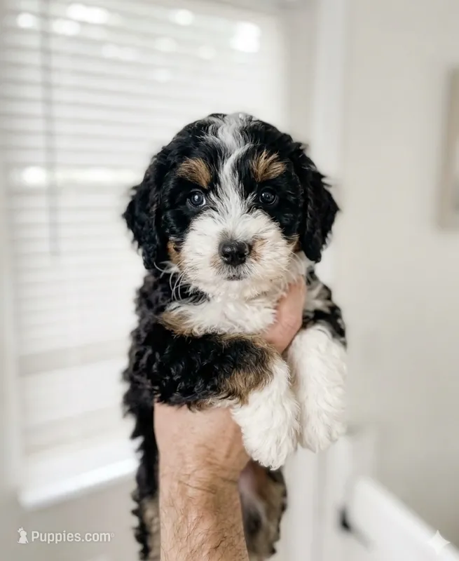 Luna – Miniature Bernedoodle puppy for sale in Gurnee, IL