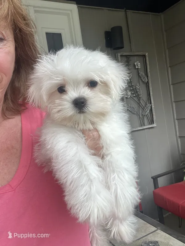 Jack AKC – Maltese puppy for sale in Gurnee, IL
