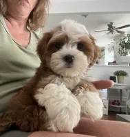 Sawyer, a male Havanese for sale in Gurnee, IL – 4 of 4