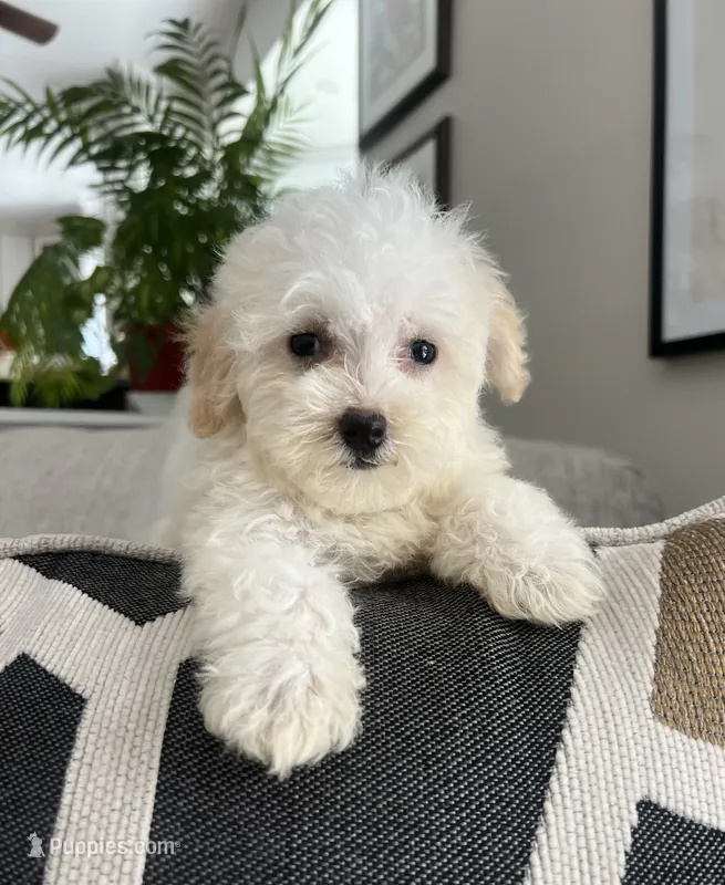 Mia – Maltipoo puppy for sale in Gurnee, IL