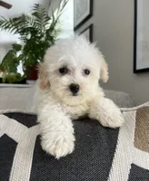 Mia, a female Maltipoo for sale in Gurnee, IL – 1 of 4