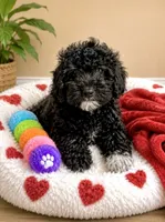 Boo, a female Miniature Bernedoodle for sale in Gurnee, IL – 1 of 1