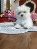 Evie, a female Maltese for sale in Gurnee, IL – 2 of 3