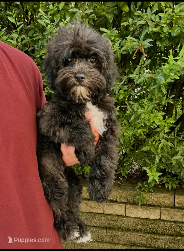 Luna – Havapoo puppy for sale in Gurnee, IL