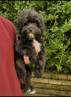Luna, a female Havapoo for sale in Gurnee, IL – 1 of 1
