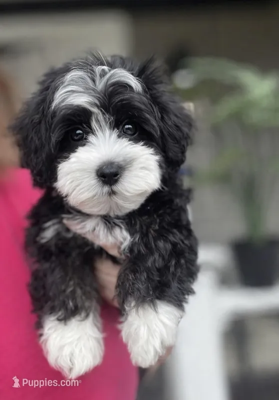 Jazmin – Havamalt puppy for sale in Gurnee, IL