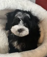 Jazmin, a female Havamalt for sale in Gurnee, IL – Photo 2 of 2