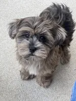 Luna, a female Havapoo for sale in Gurnee, IL – 4 of 4