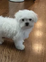Jack AKC, a male Maltese for sale in Gurnee, IL – 4 of 4