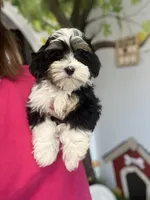 Louie, a male Havamalt for sale in Gurnee, IL – Photo 6 of 6